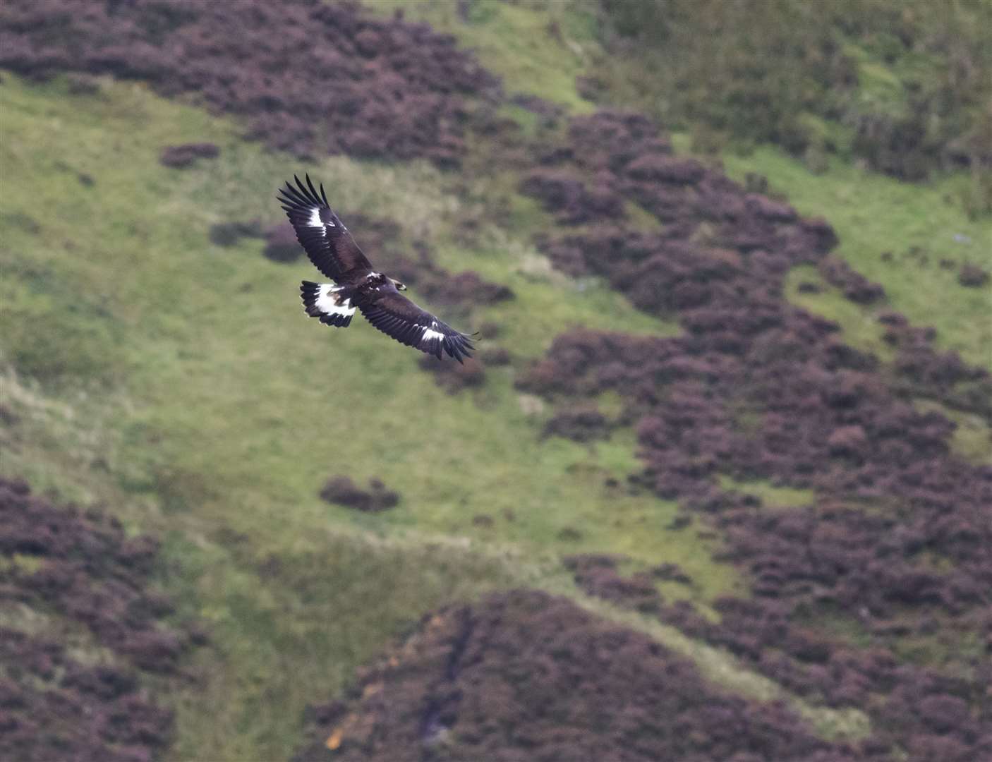 Eagle numbers in the south of Scotland are being boosted (South of Scotland Golden Eagle Project /John Wright/PA)