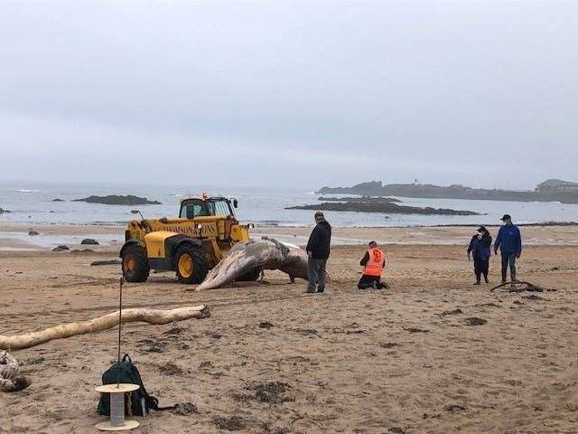 The dead whale was removed using a digger and trailer (East Lothian Council/Facebook/PA)