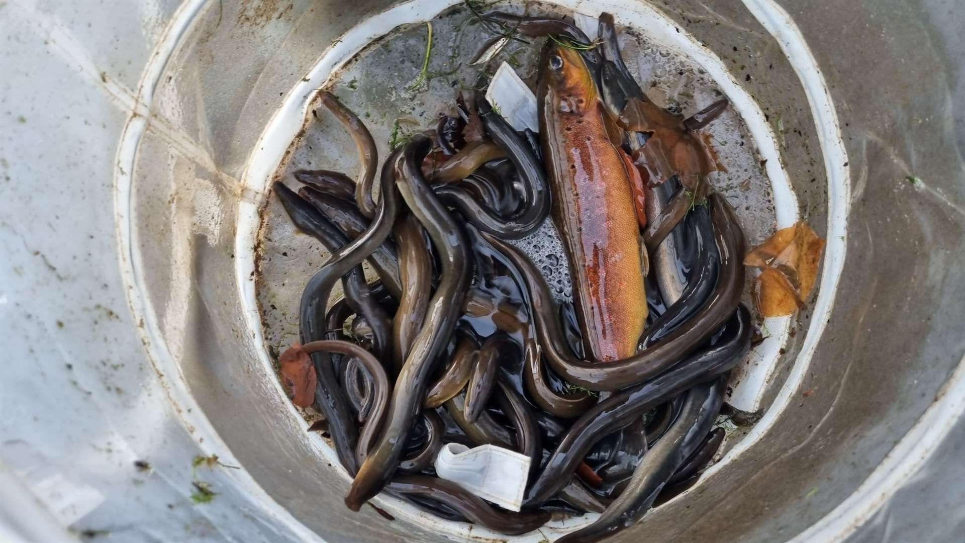 Eels and a brown trout.