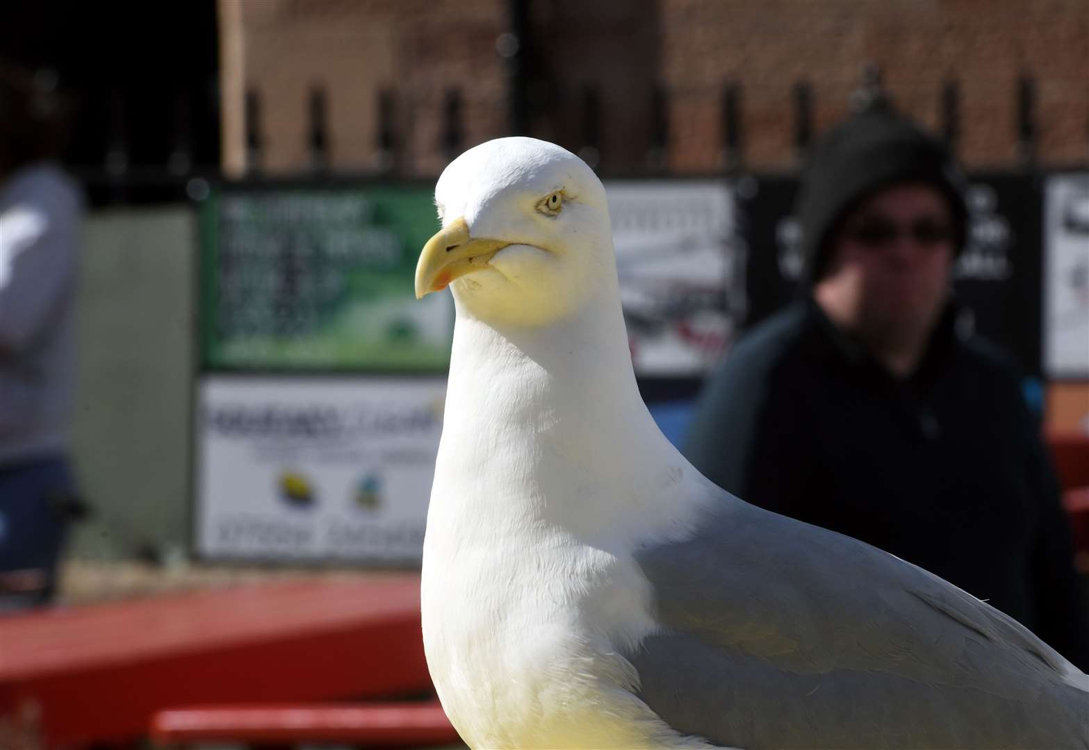 A gull in Inverness. Picture: James Mackenzie