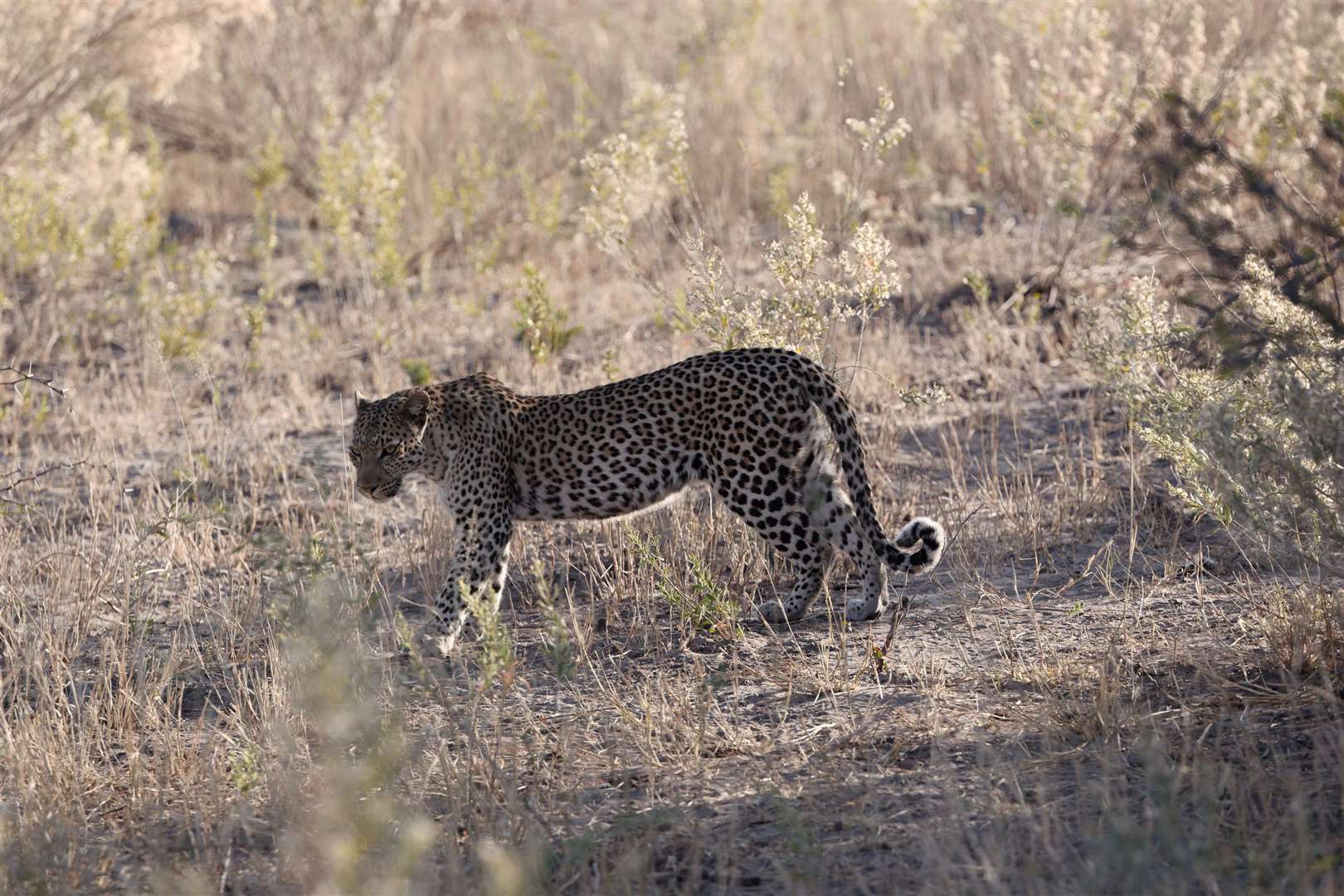 Levsion Wood's first sighting of a leopard, photographed on foot in Botswana. Picture: PA Photo/Levison Wood