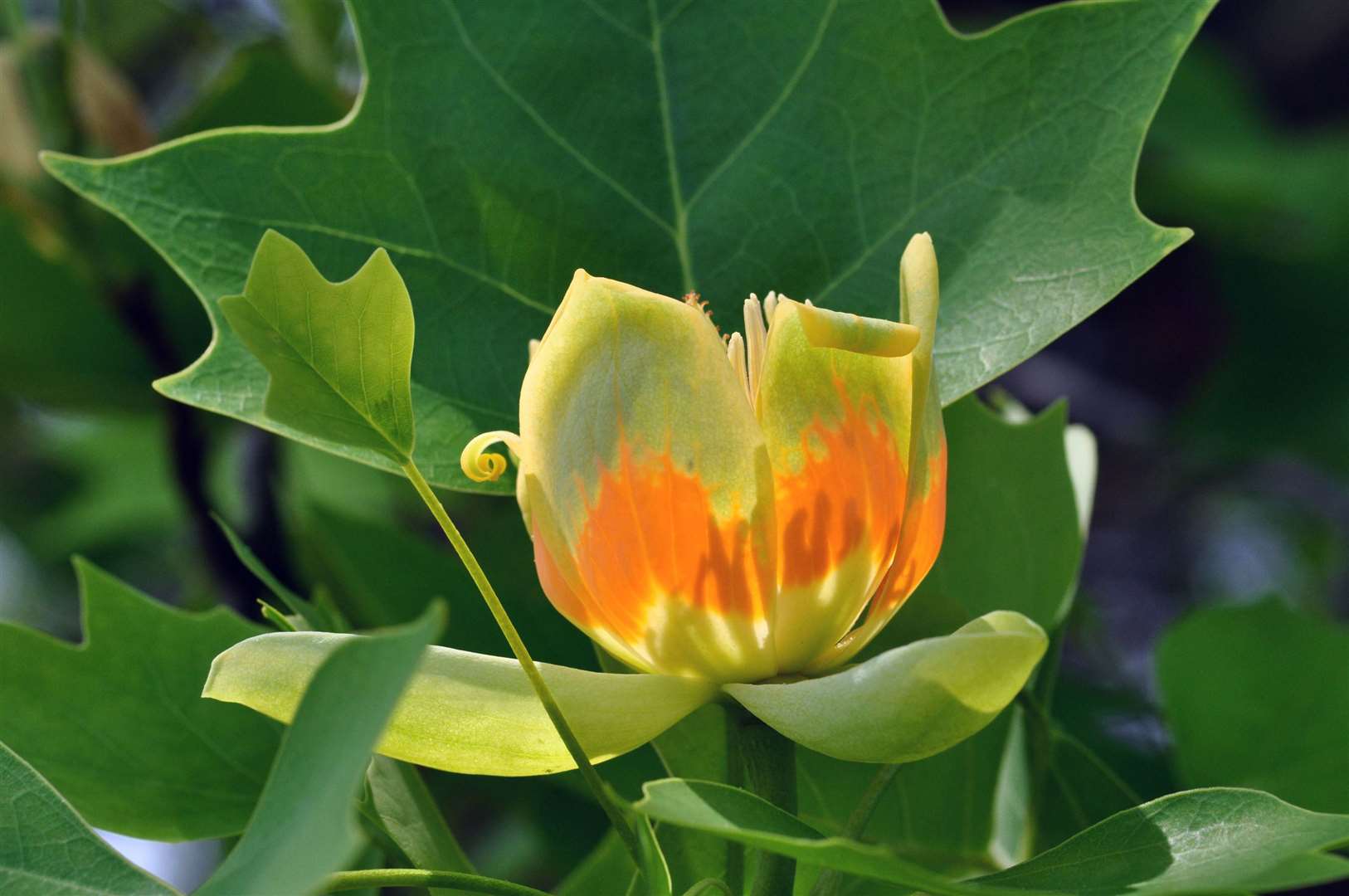 The flower of the tulip tree. Picture: iStock/PA
