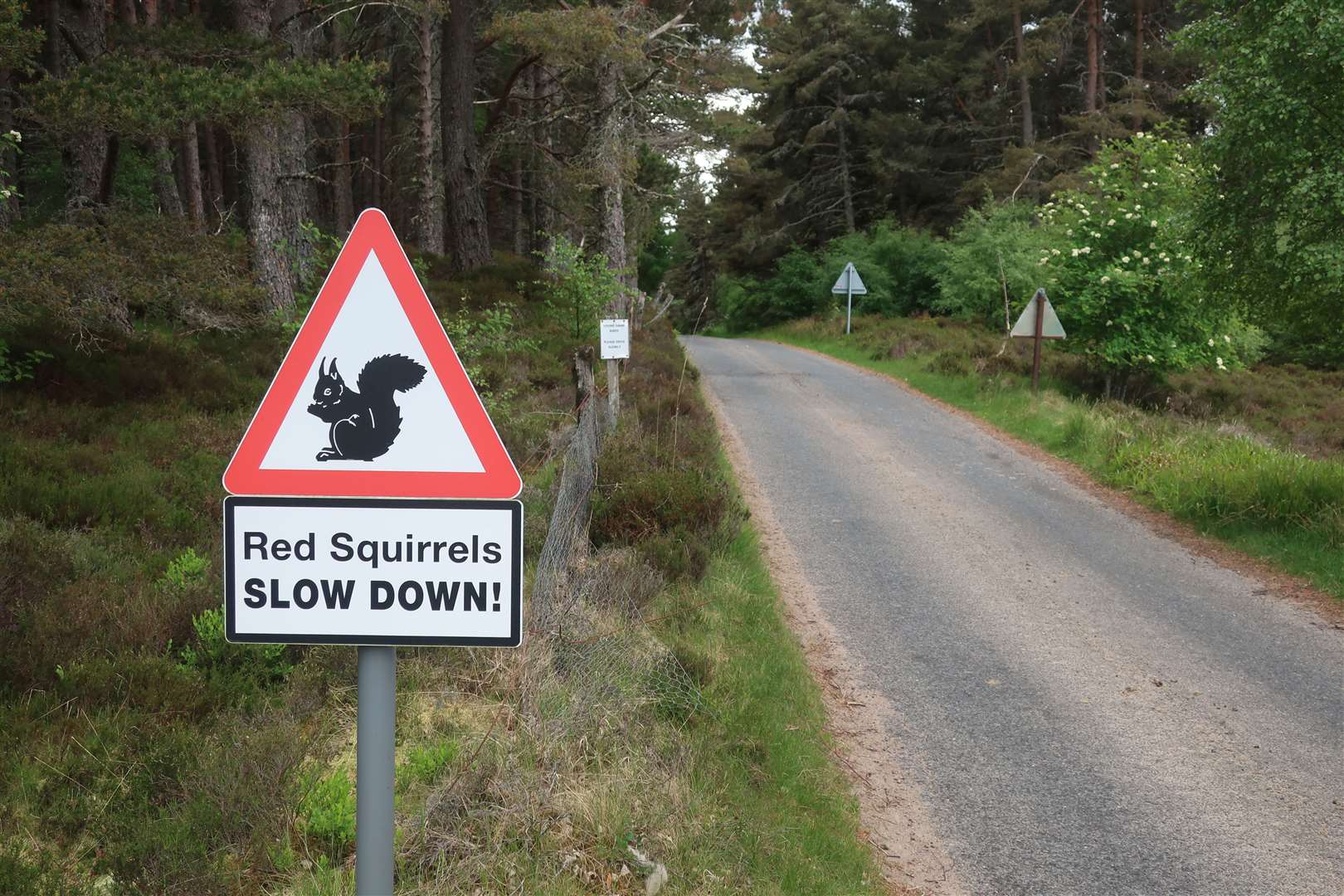 Red squirrels warning sign before the descent to Drynachan.