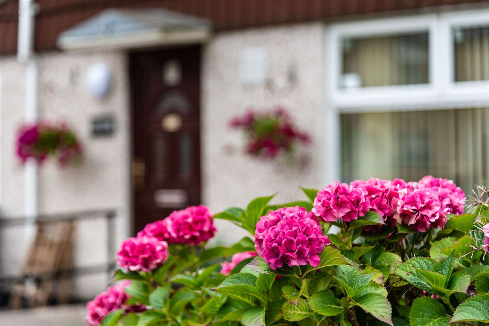 Hydrangea in front of a house. Picture: iStock/PA