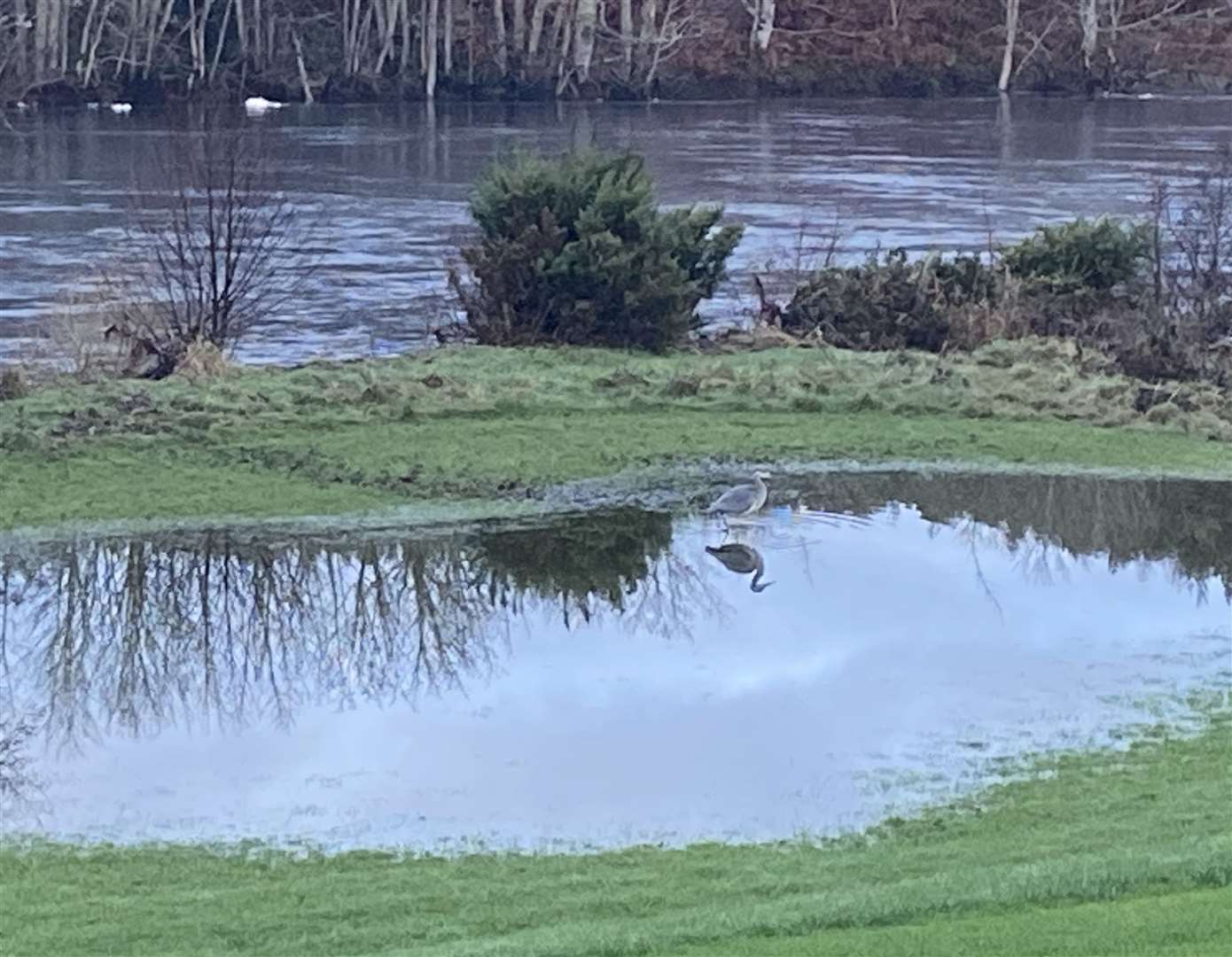 A heron feeding on a swollen River Ness. Picture: Michael Martin, Inverness