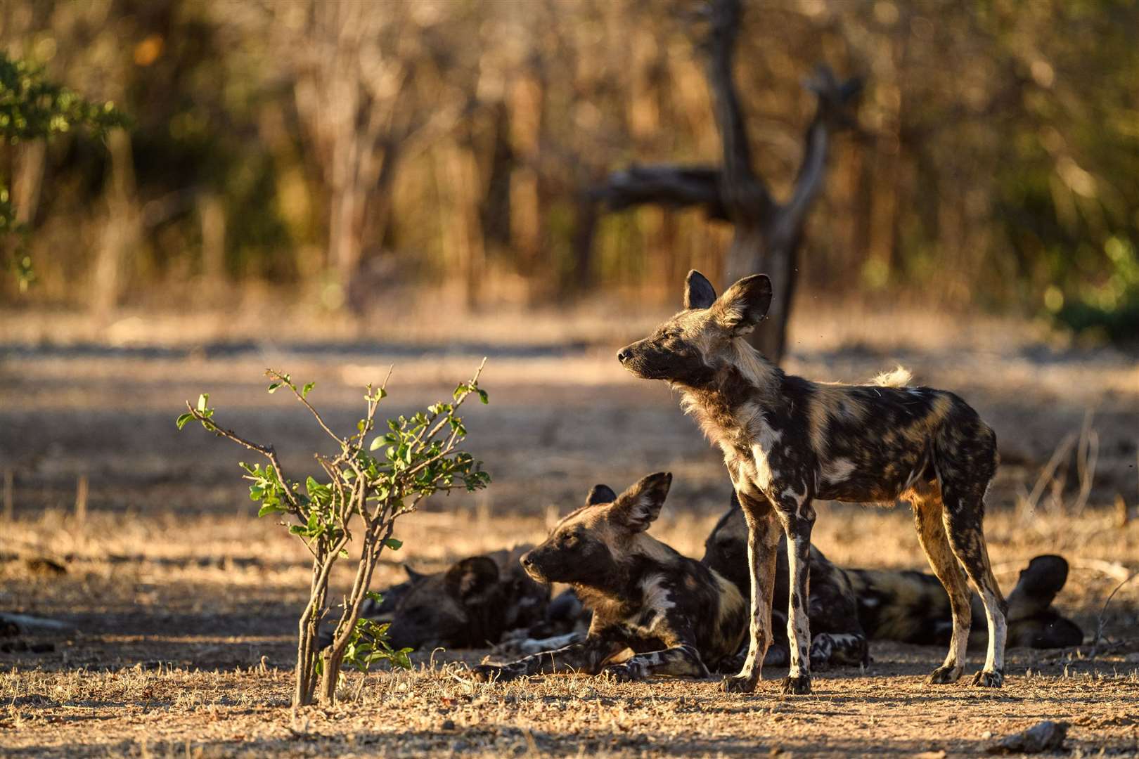 Wild dogs in Mana Pools. Picture: PA Photo/Sarah Marshall