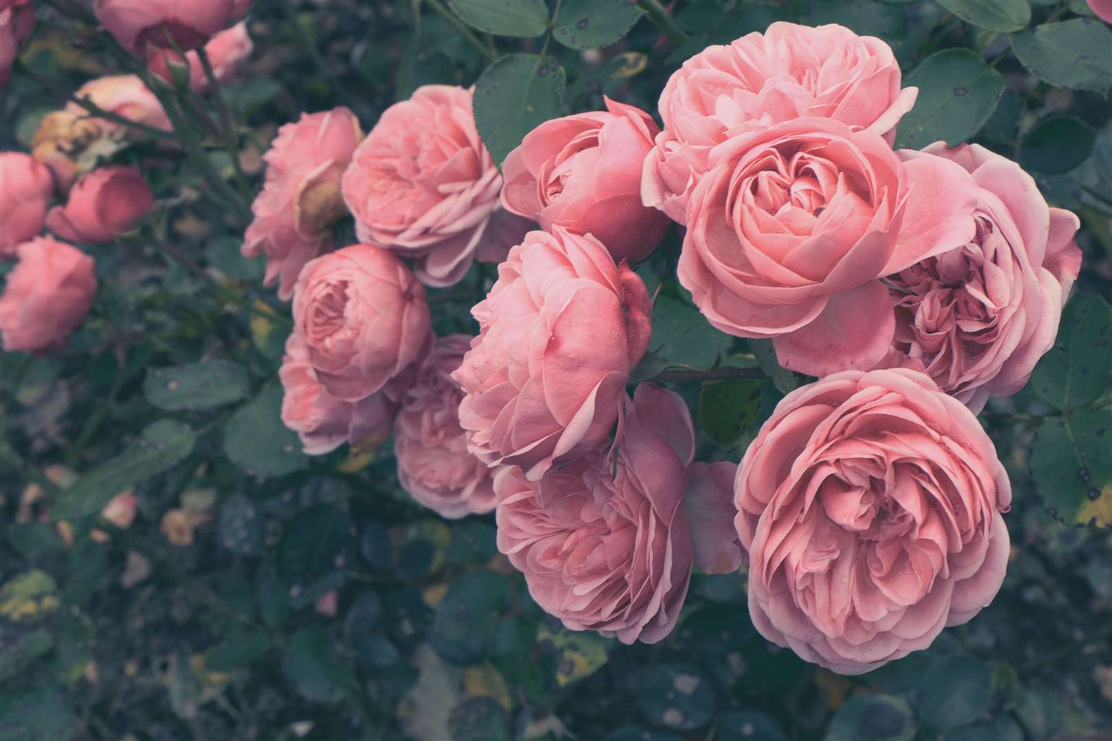 Beautiful pink shrub roses. Picture: iStock/PA
