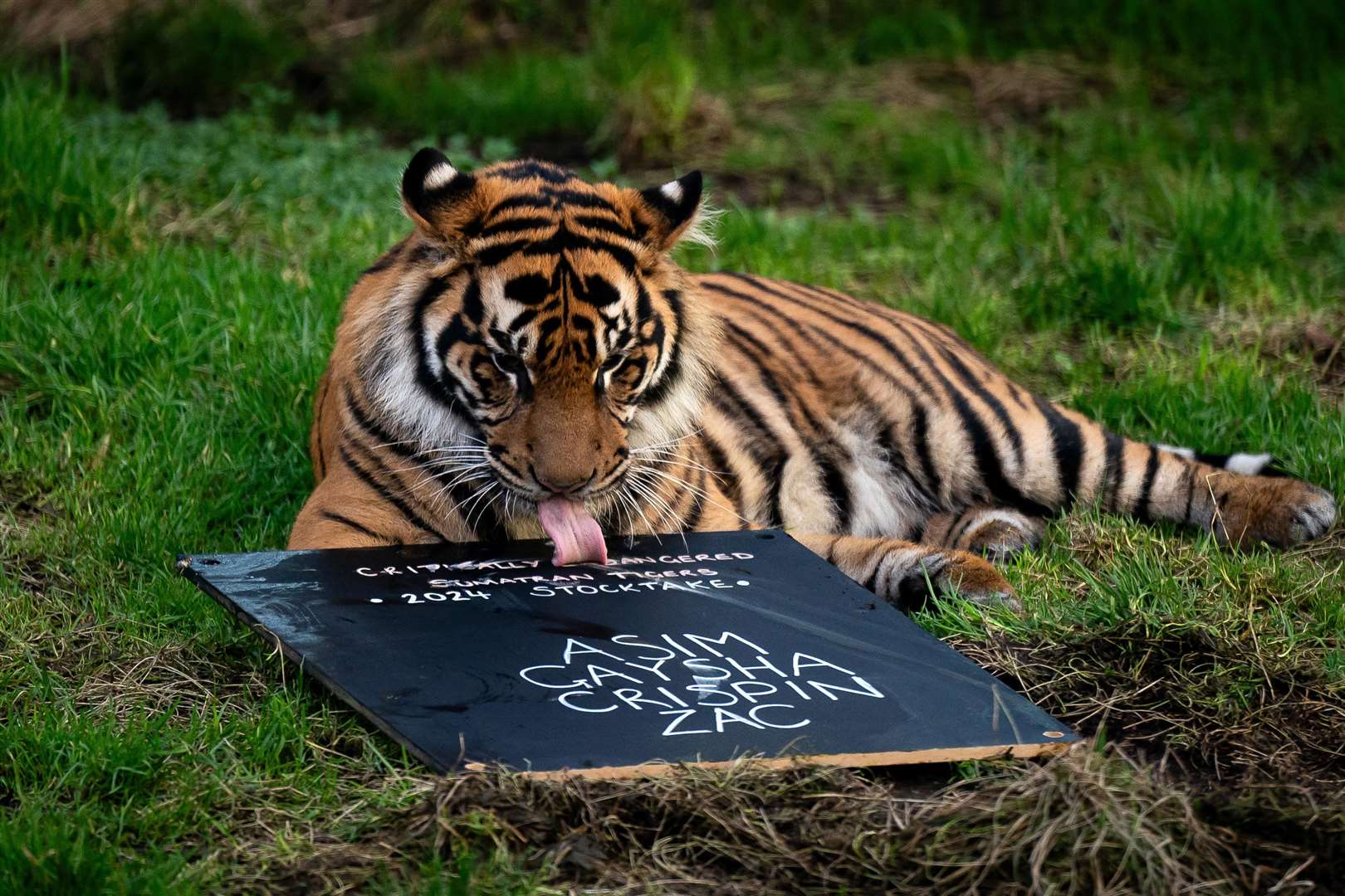 Crispin, a Sumatran tiger, takes part in the annual stocktake (Aaron Chown/PA)