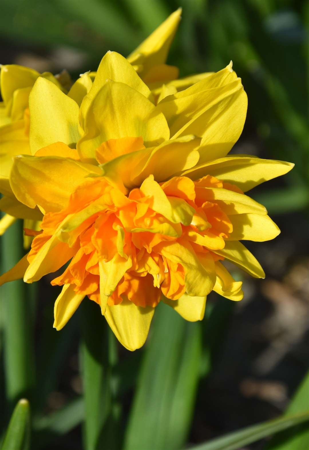 Narcissus 'Double Joy'. Picture: Direct Bulbs/PA