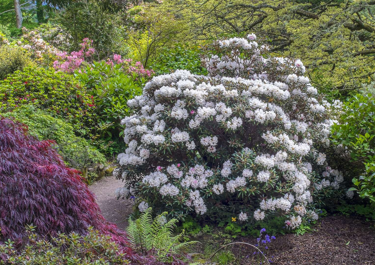 Rhododendrons at Inverewe. Photo: Alan Hendry