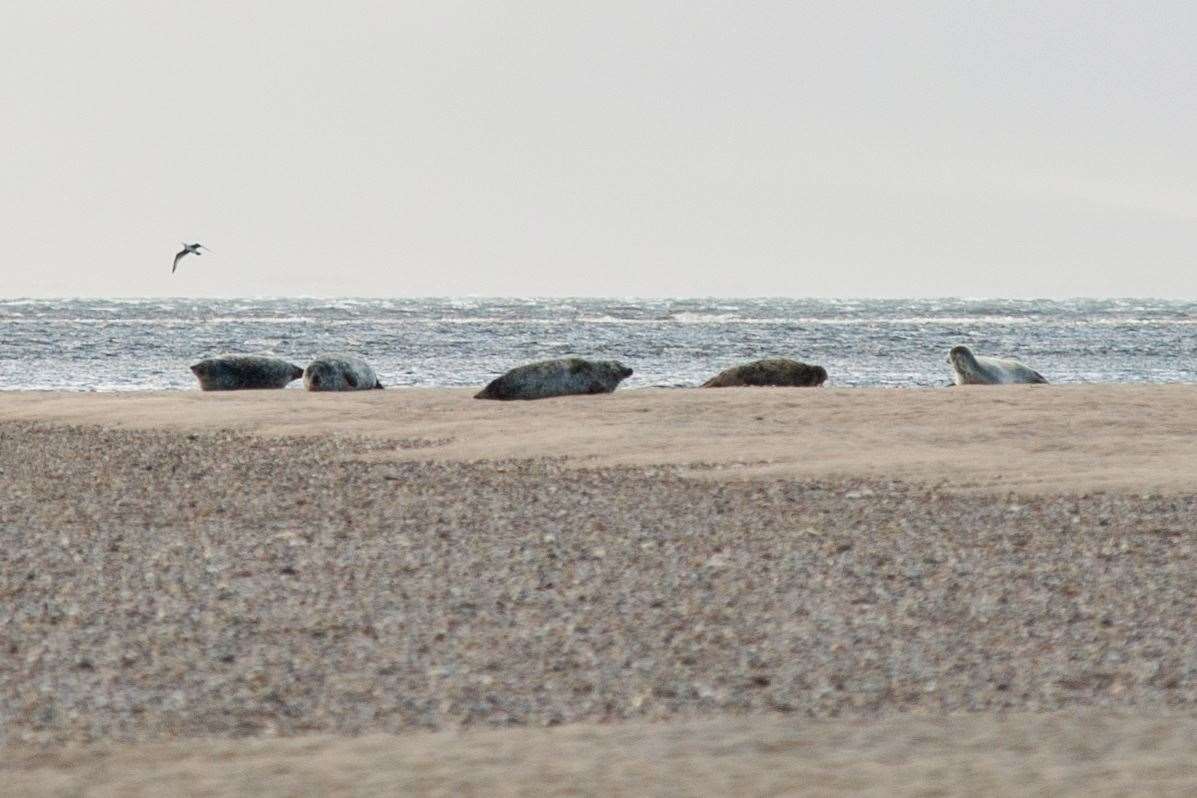 Seals gather during low tide at the mouth of the River Findhorn near the village of Findhorn and the Culbin forest. ..Picture: Daniel Forsyth..