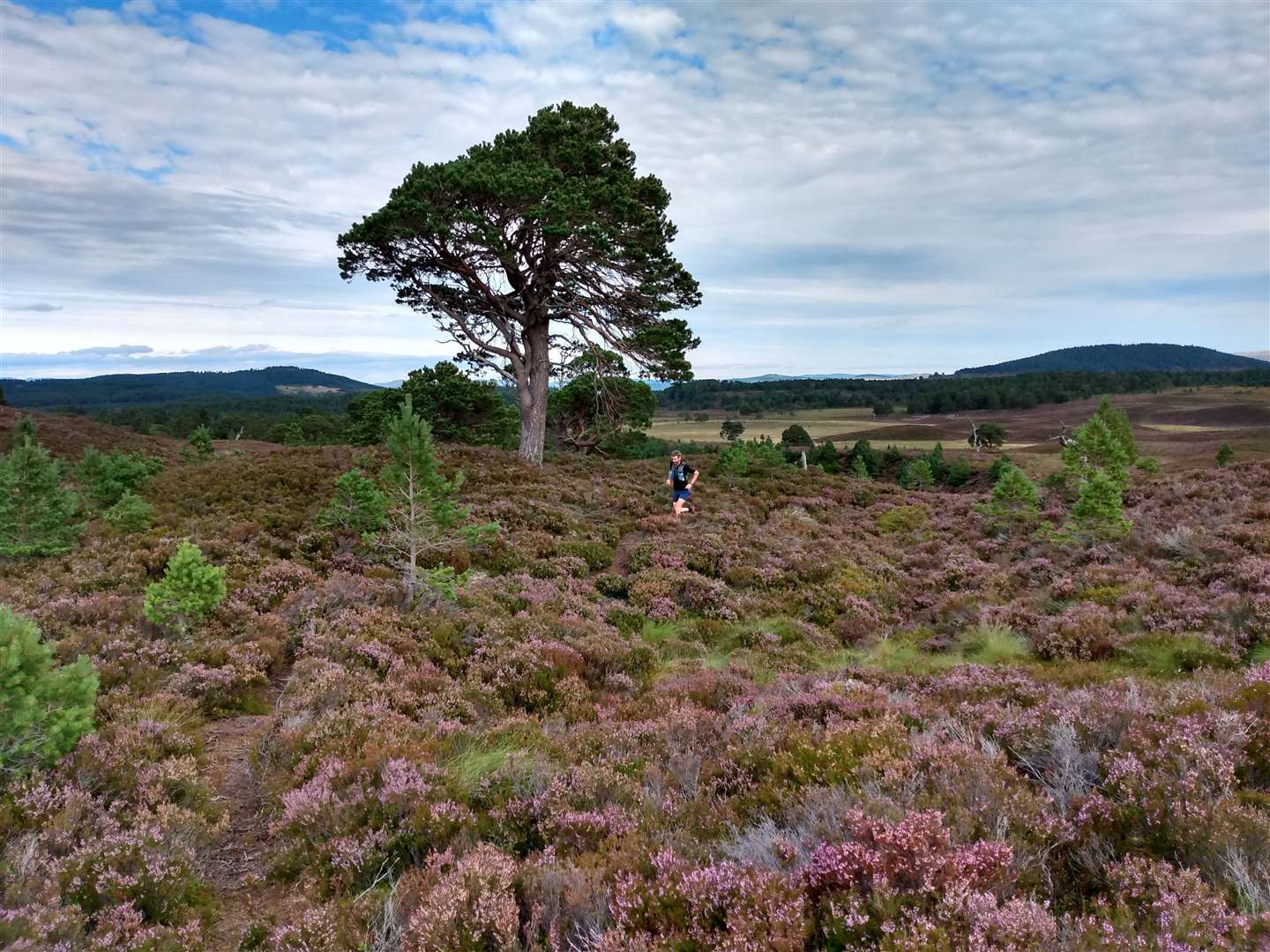 Young Scots pine grow among the heather as Dave makes his way along the narrow path.