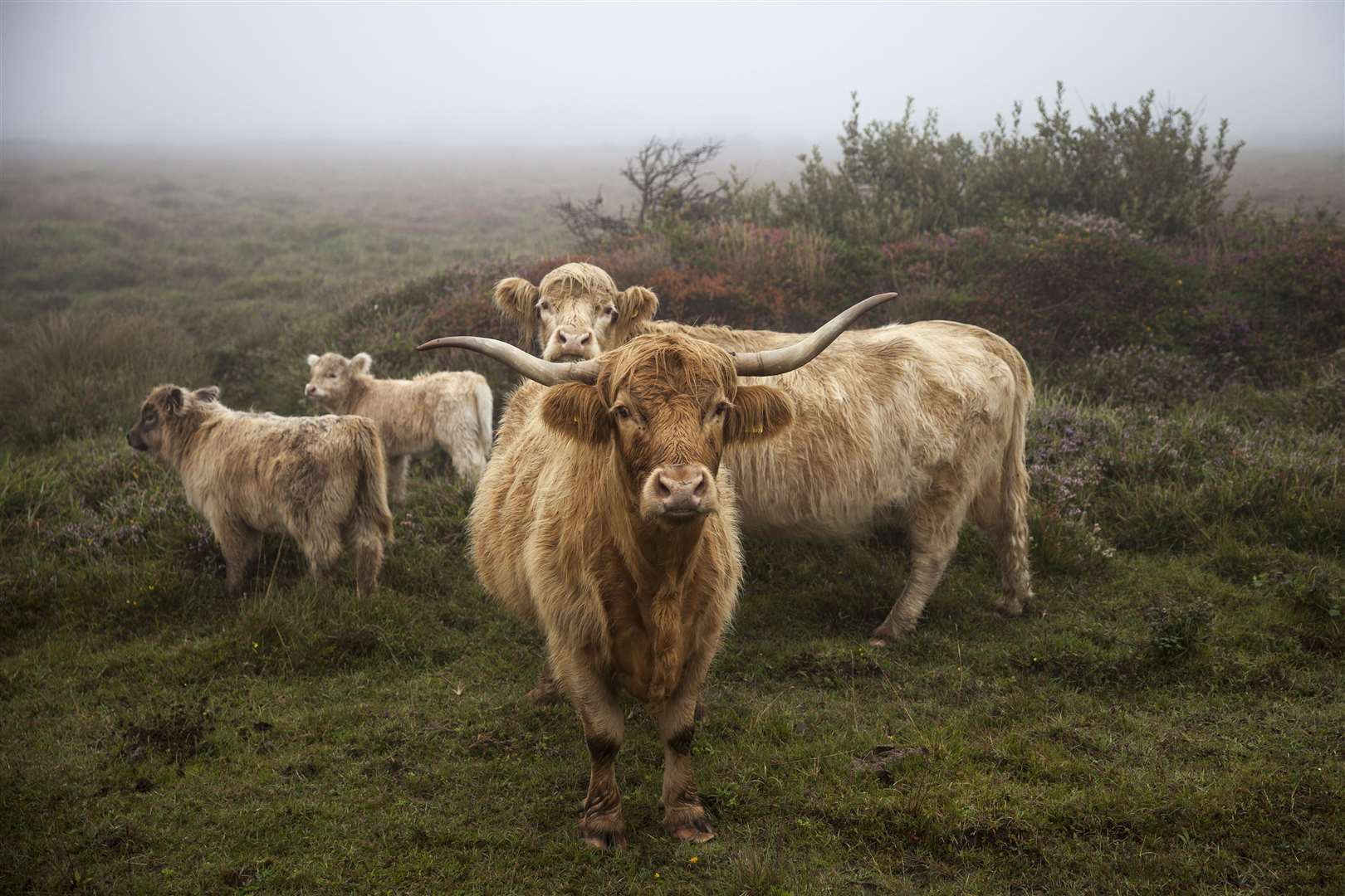 Highland cattle graze at the Lizard, Cornwall (Seth Jackson/National Trust/PA)