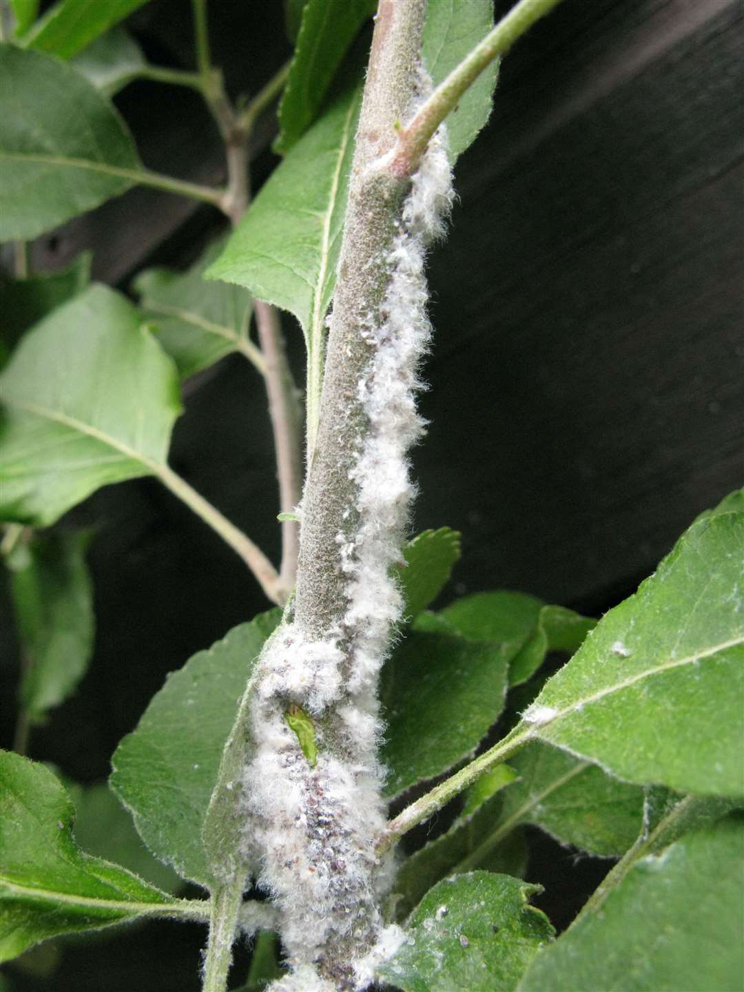 Woolly aphid on an apple tree stem. Picture: Andrew Halstead/RHS/PA