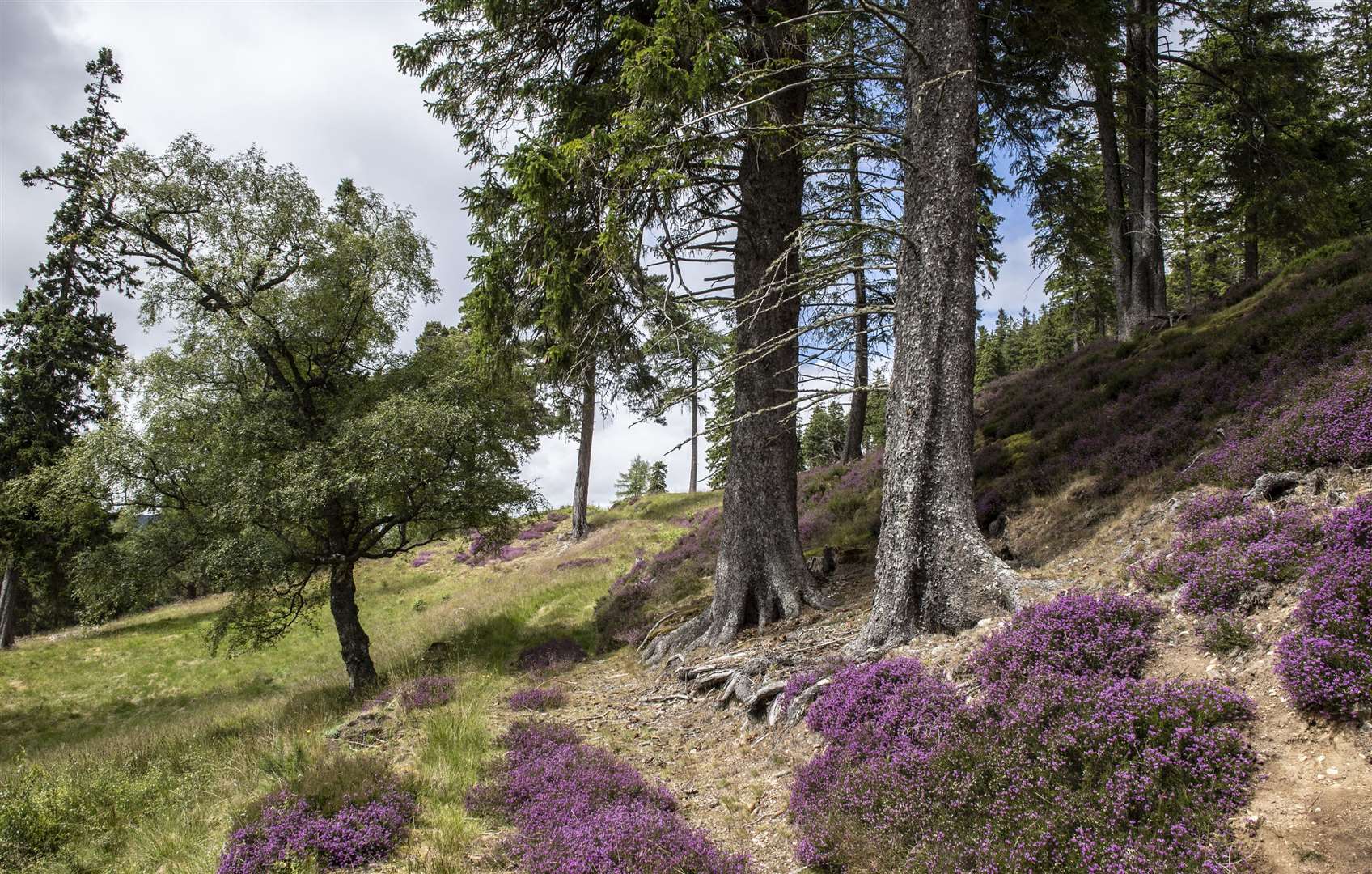 The restorative nature of the Cairngorms is clear to see. Picture: PA Photo/Fife Arms