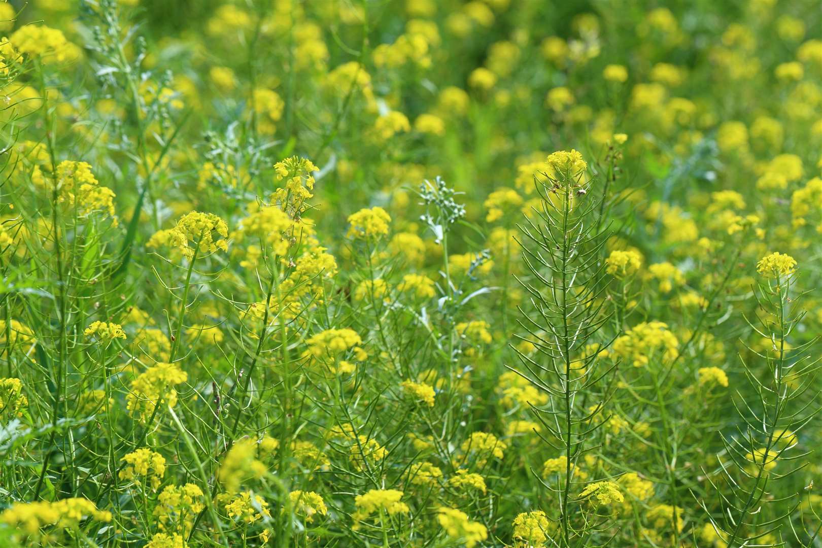 Mustard grown as green manure. Picture: iStock/PA