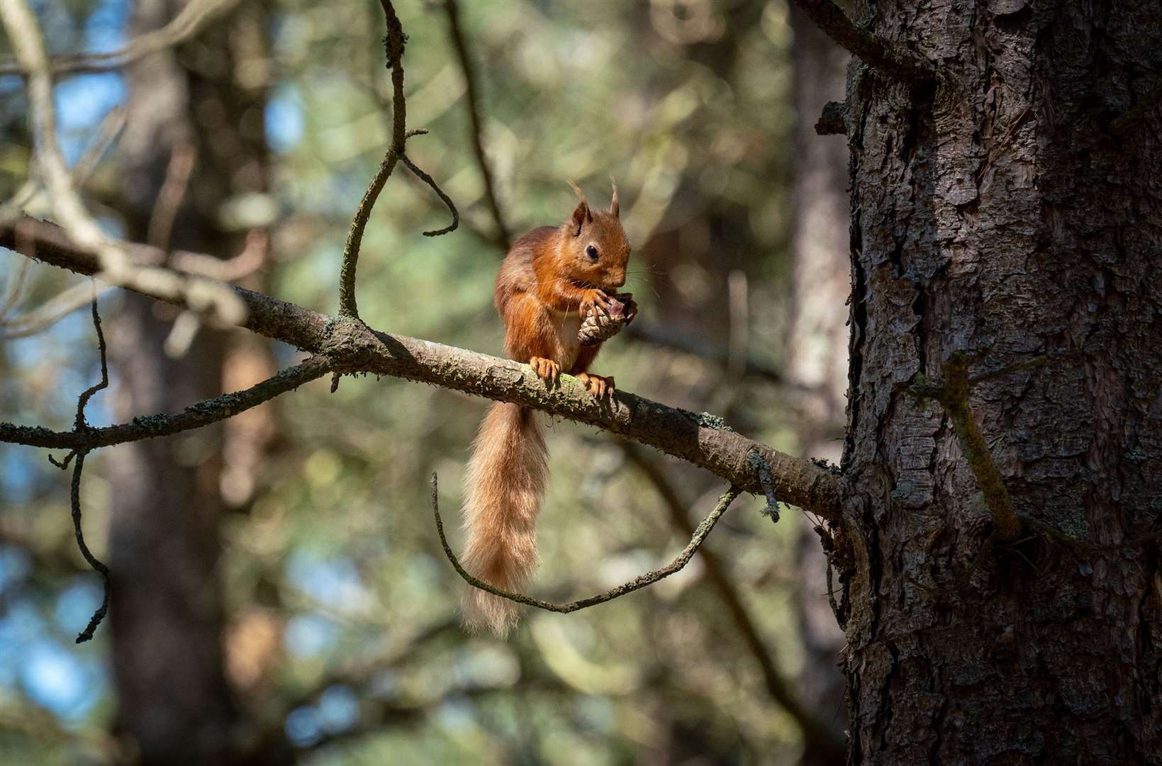 A red squirrel tucks into some food. Picture: Chris Aldridge/Trees for Life.