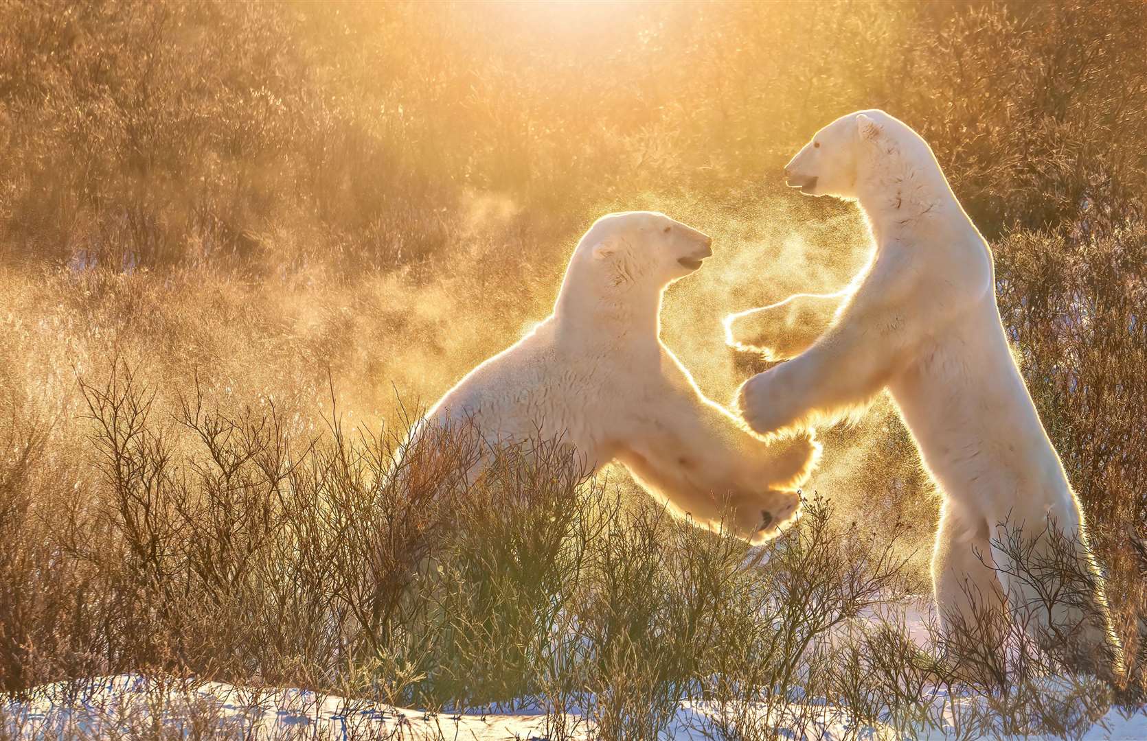 Polar bears in Churchill. Picture: PA Photo/iStock