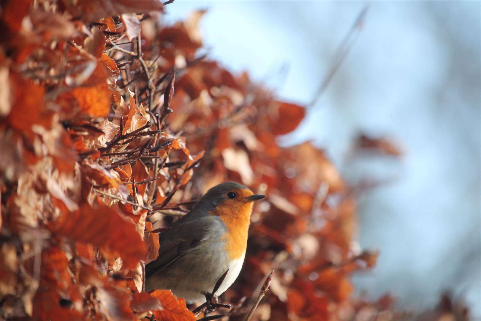 A robin in a beech hedge. Picture: iStock/PA