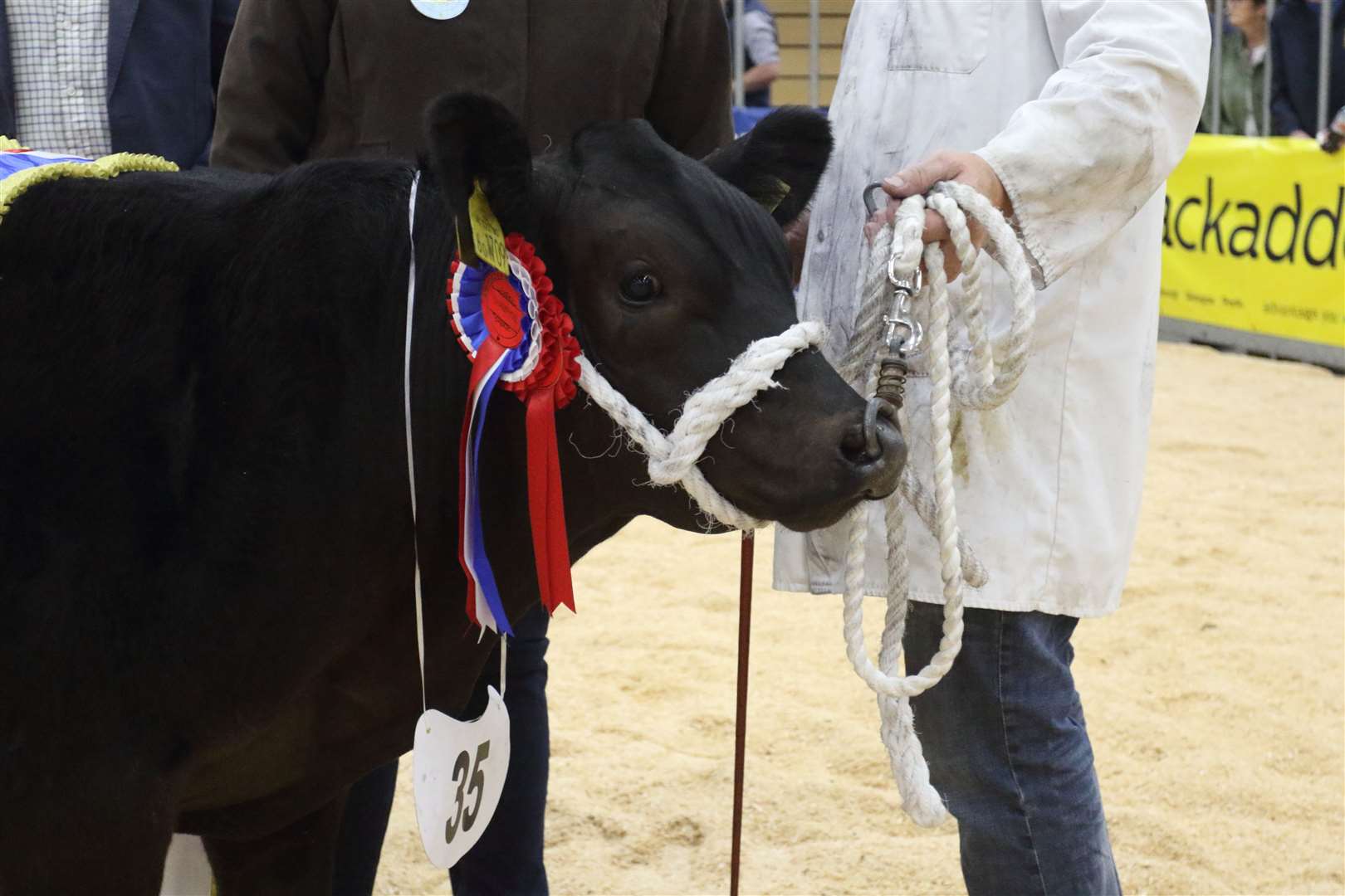 Thainstone Spectacular Champion, No35 a January 23 Bullock from J S Baillie, Tankerness, Picture. David Porter