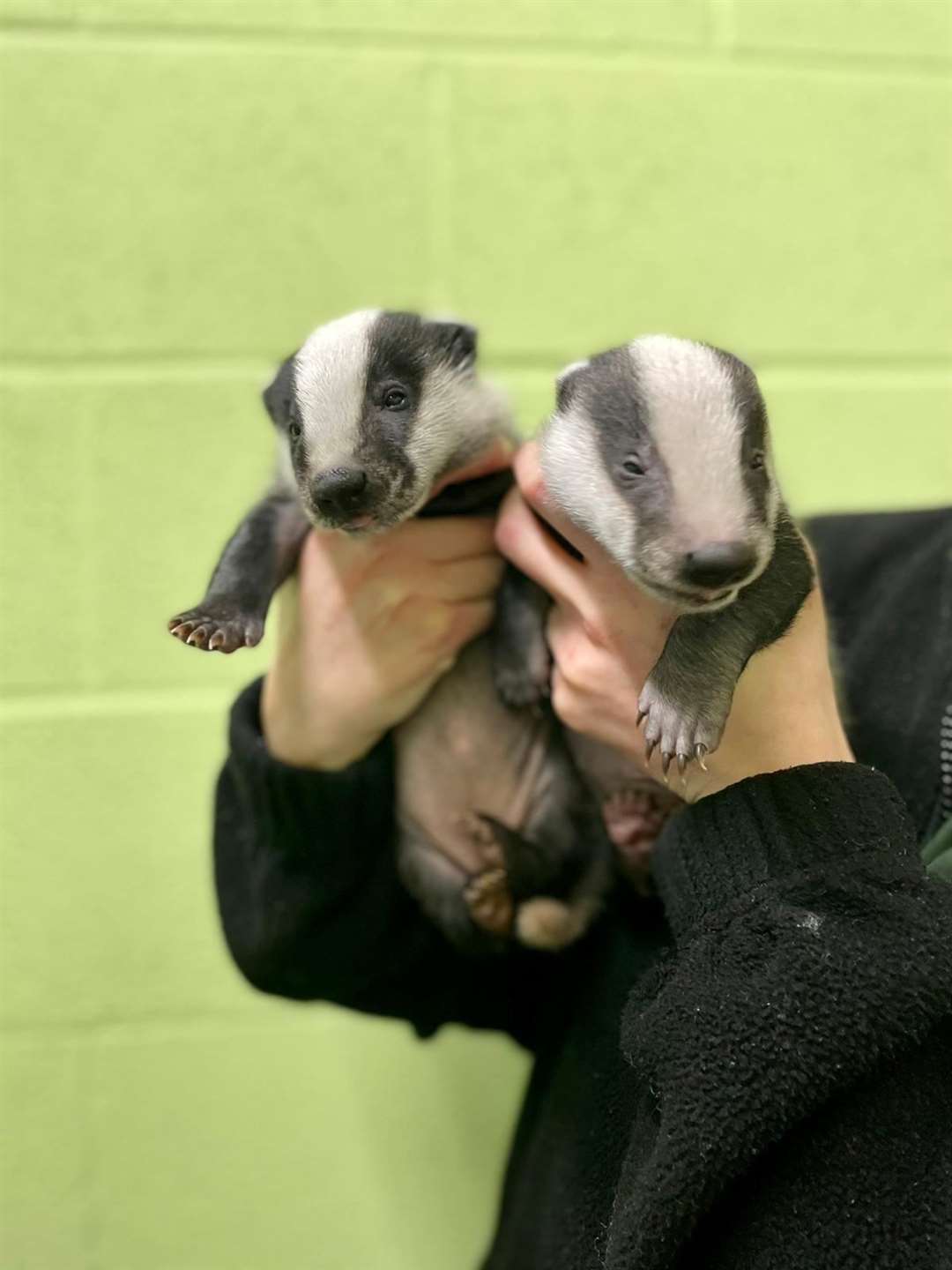 The Scottish SPCA is currently caring for five adorable badger cubs at its National Wildlife Rescue Centre including the smallest badger cub ever to be admitted.