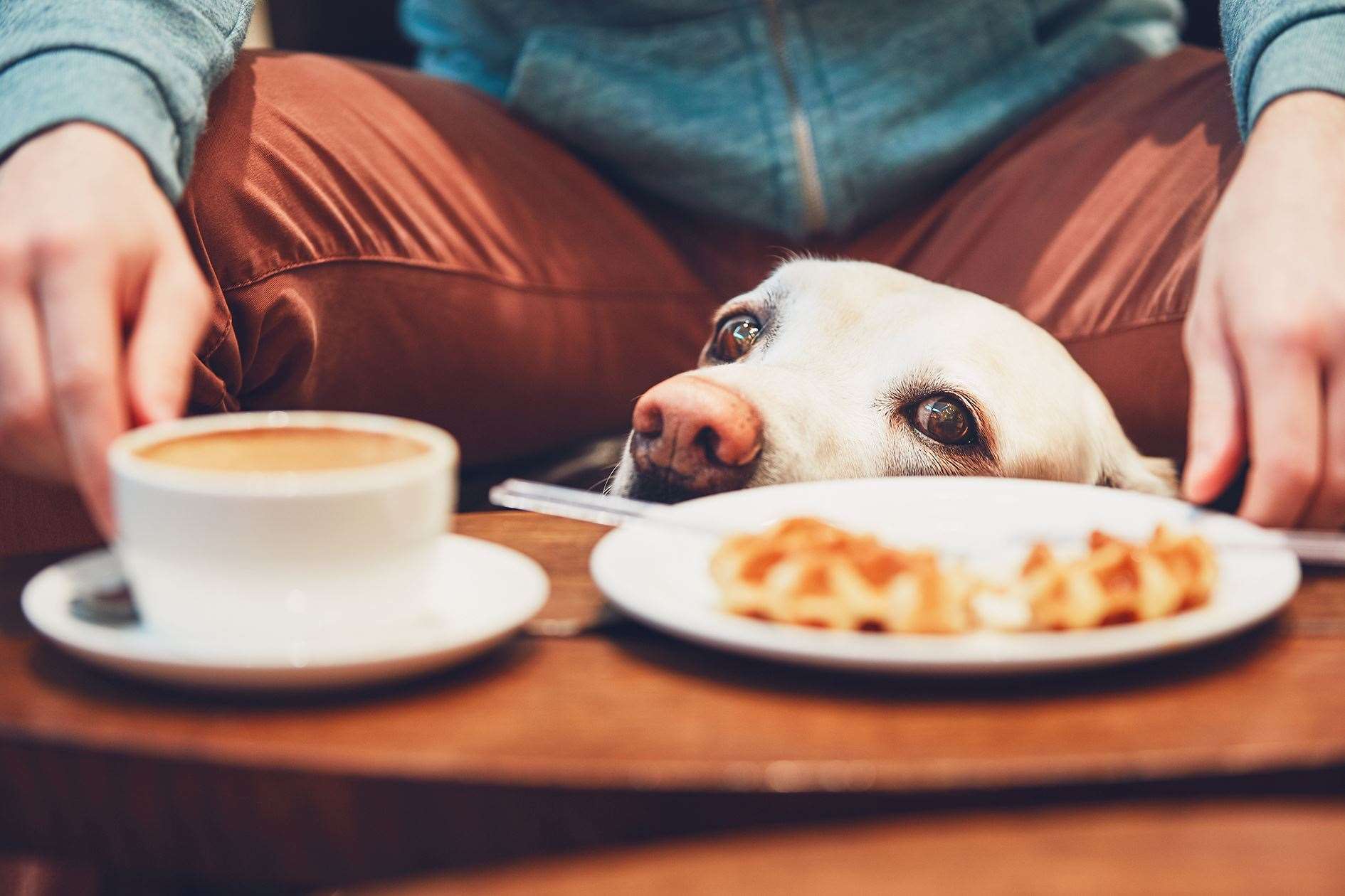 A number of cafes in Inverness are happy to welcome in dogs with their owners.