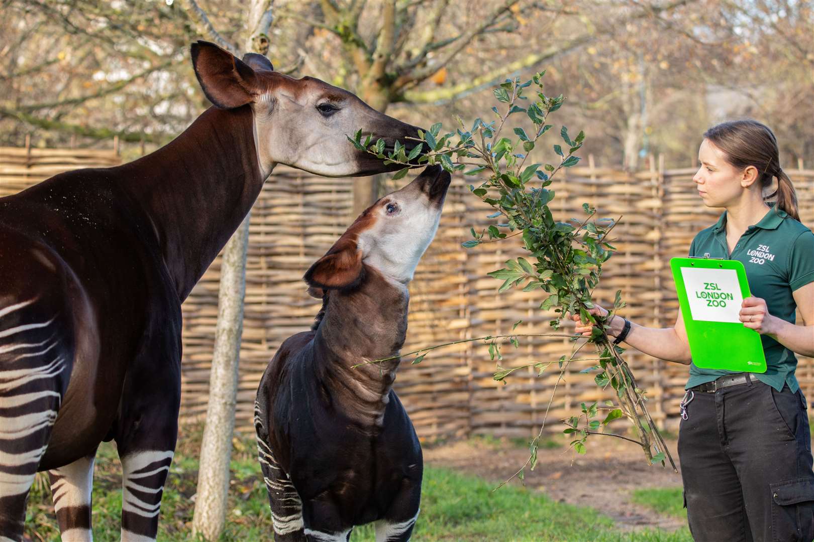 An Okapi calf was an addition in 2020 (ZSL London Zoo)
