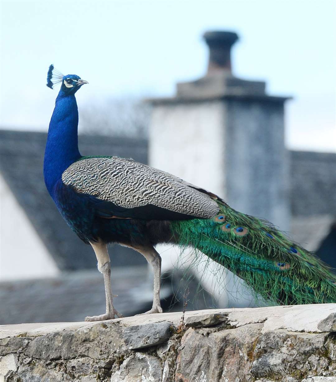 Percy the peacock. Picture: Gary Anthony