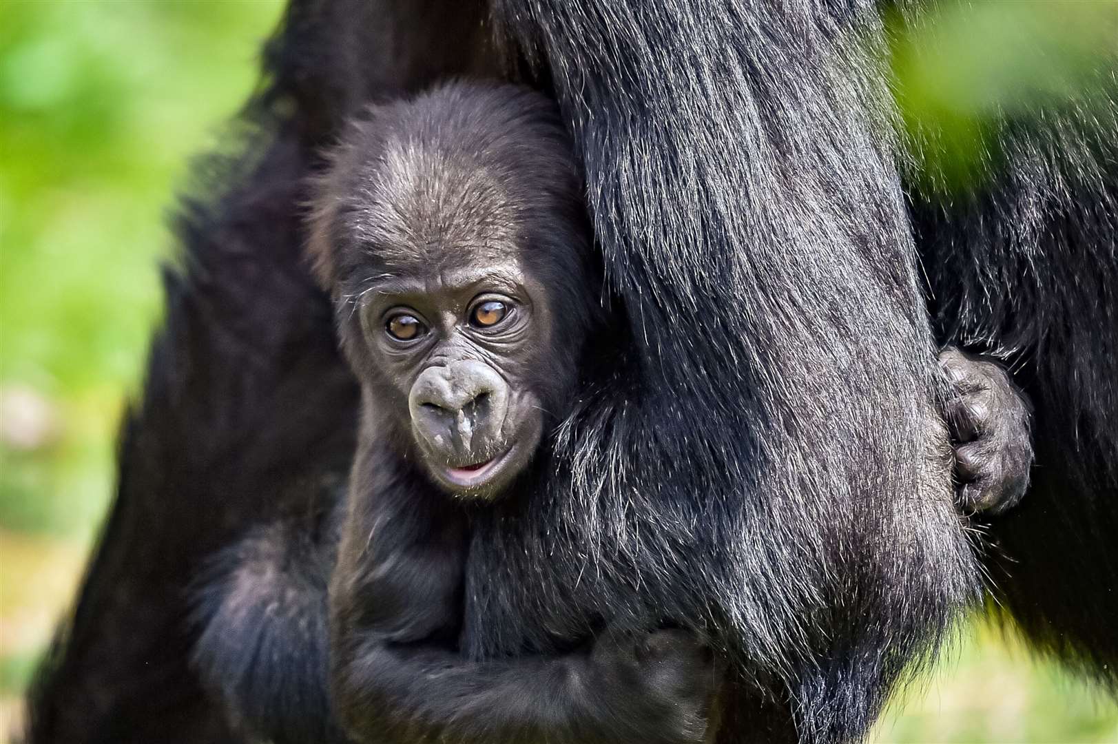 The baby gorilla will soon be learning how to walk and crawl (Ben Birchall/PA)