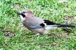 The jay’s habitat is spreading in the Highlands.