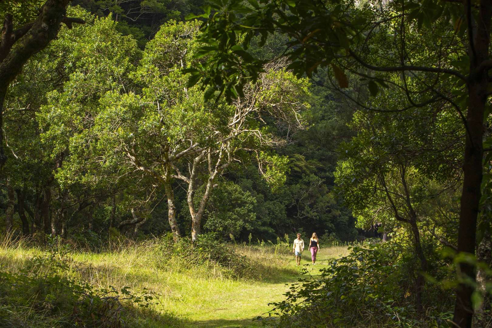 The Laurissilva Forest, near Funchal. Picture:Andre Carvalho/Madeira Tourist Board/PA