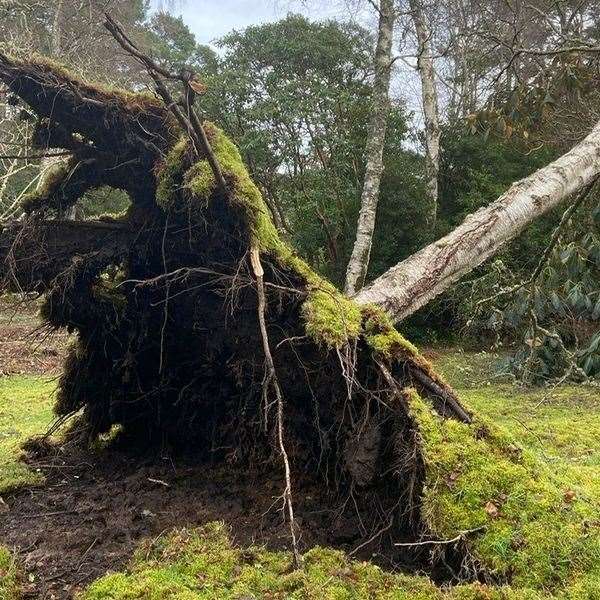 An uprooted tree at Inverewe Gardens