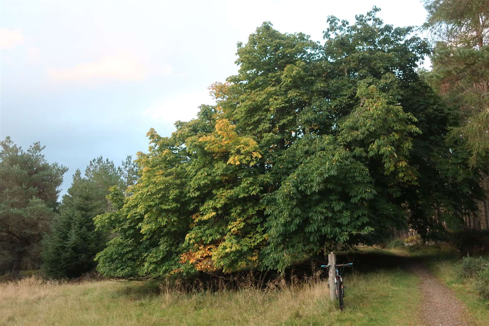 The two large horse chestnut trees at the drove stance along hte Great Glen Way.