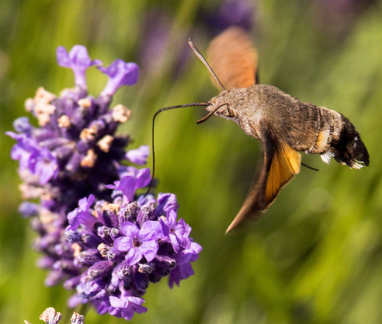 A hummingbird hawk moth. Picture: iStock/ PA