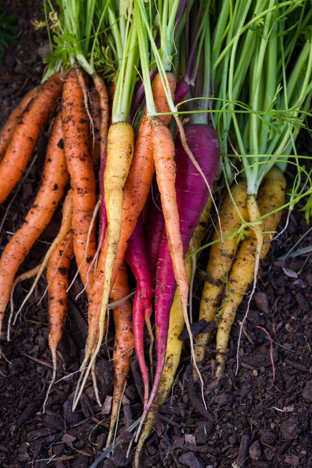 Try growing your own colourful carrots.