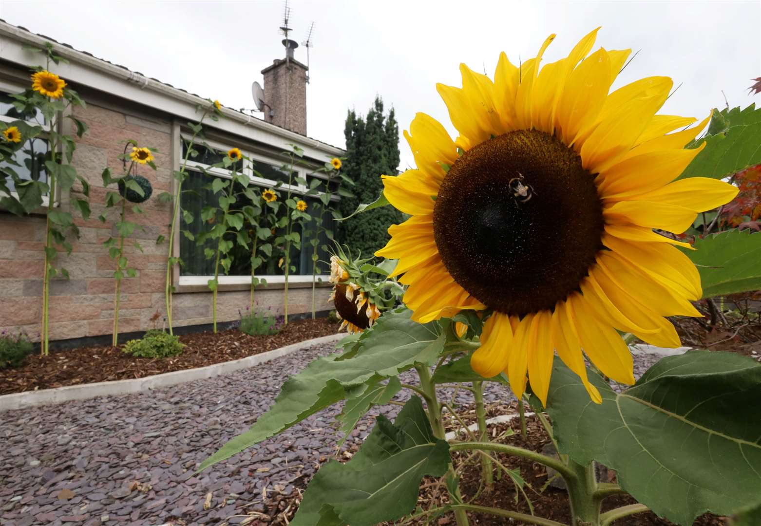 The sunflowers in Derek Mackay's garden Picture: James Mackenzie