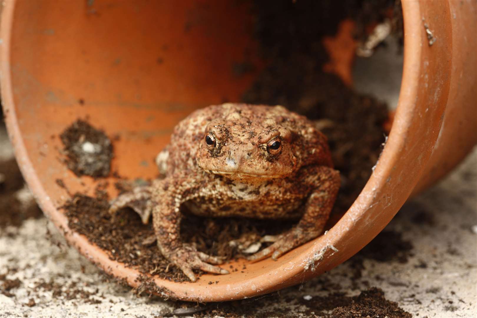 Turn your garden into a frog and toad abode in winter.