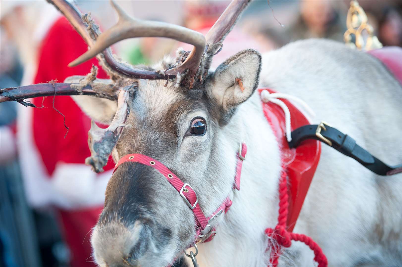 Santa and his reindeer will be joined by the Eden Court panto cast in Falcon Square.