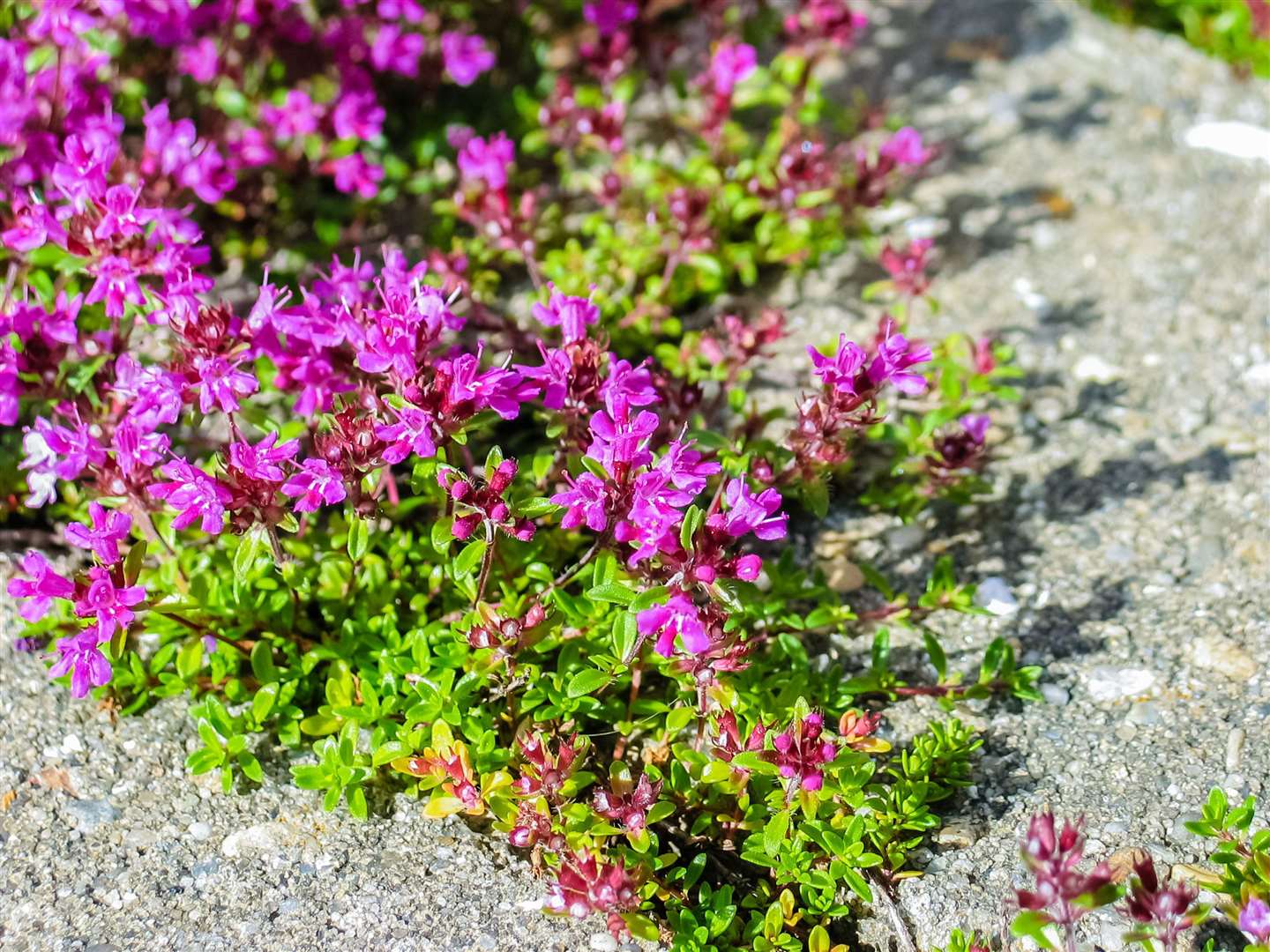 Creeping thyme in paving. Picture: iStock/PA