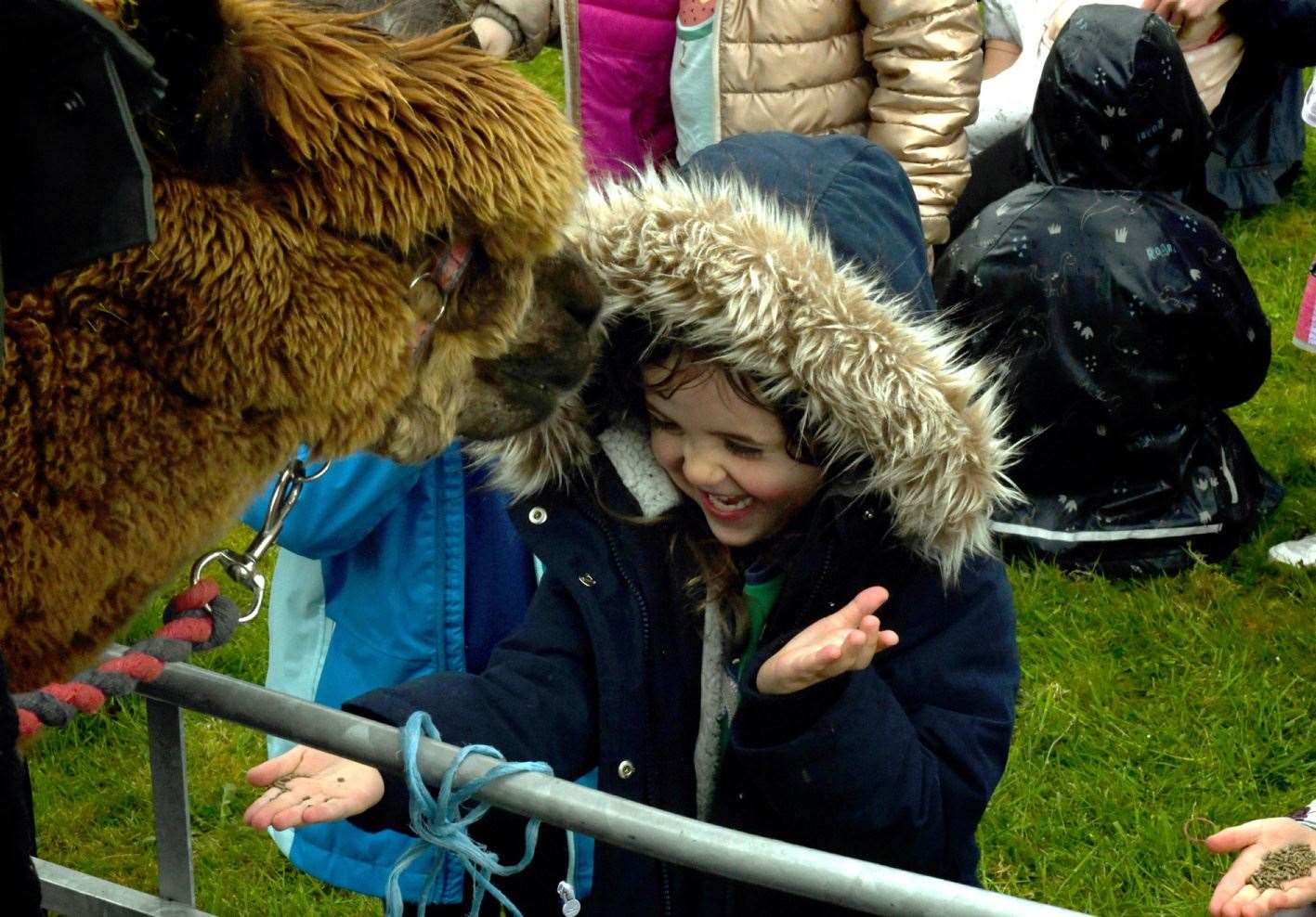 Feeding the alpacas was safe as alpacas naturally lack front teeth at the front of their upper jaw. Picture: James Mackenzie