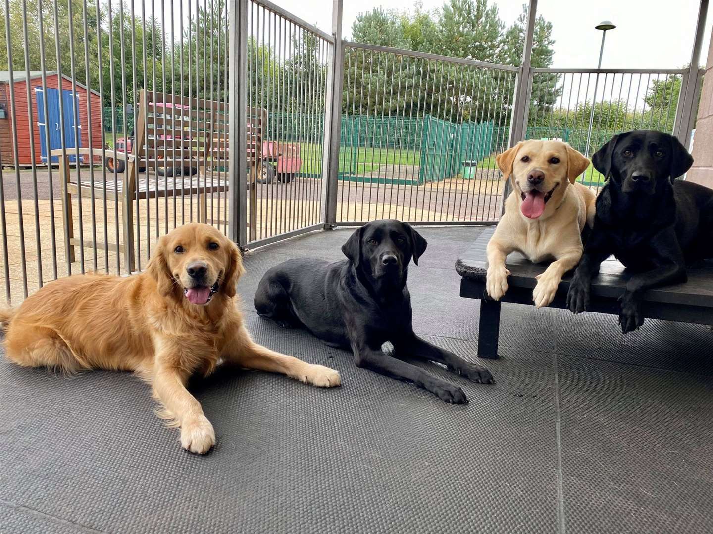 Guide dogs, Rafi, Quest, Evie, and Hannah.