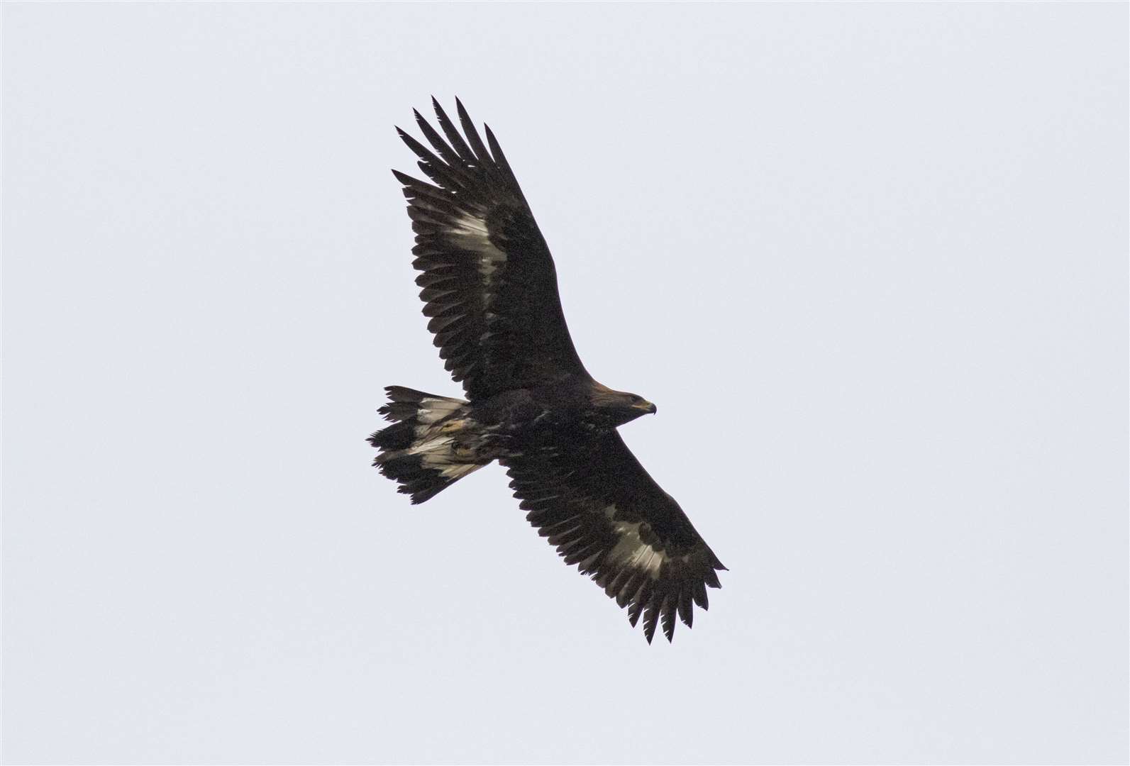 There are now around 33 golden eagles in the south of Scotland (South of Scotland Golden Eagle Project /John Wright/PA)