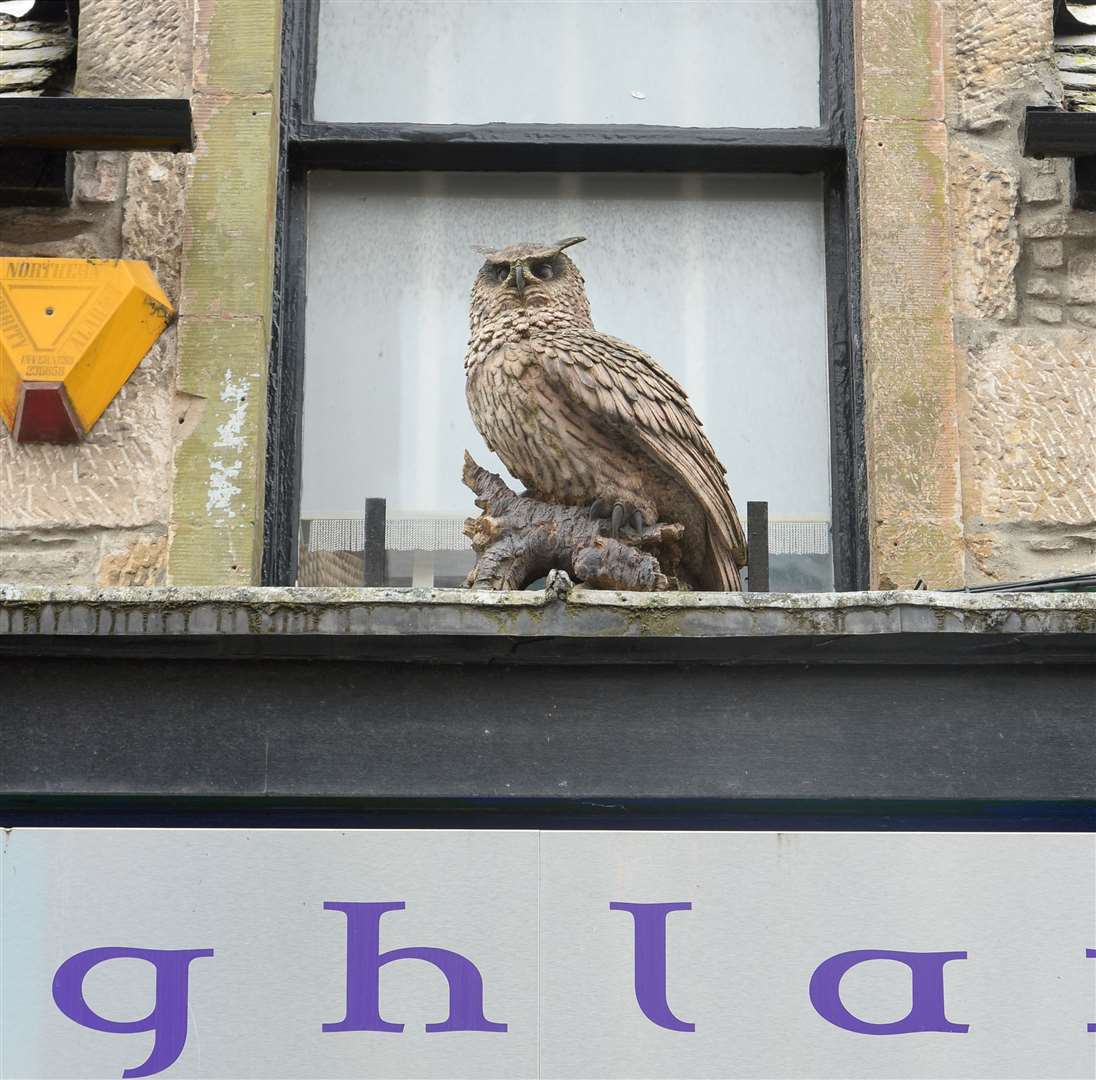An owl in Inglis Street.