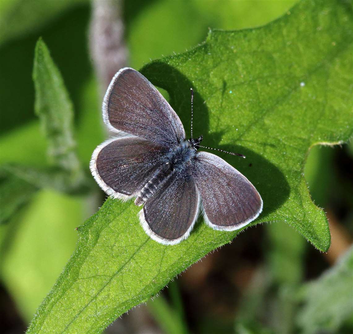 Small Blue. Picture: Mark Searle, Butterfly Conservation.