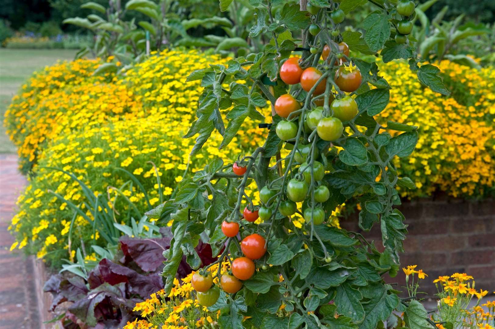 Tomatoes planted with tagetes. Picture: Jerry Harpur/RHS/PA