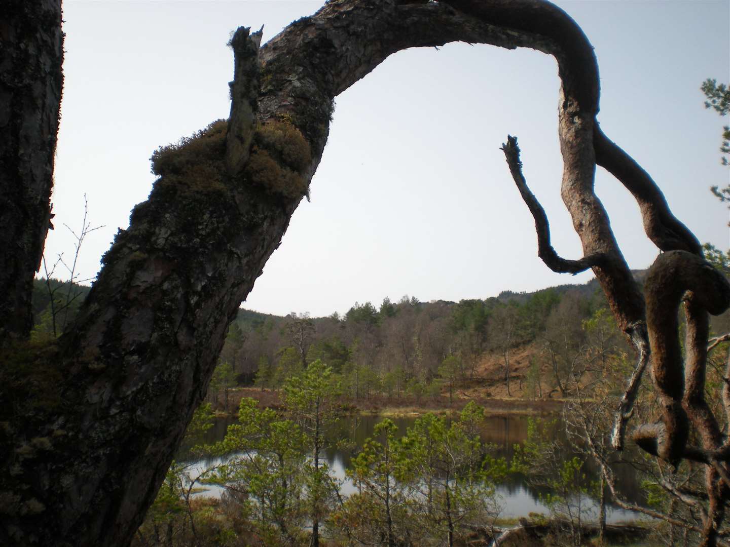 Ancient Caledonian forest near Coire Loch in Glen Affric. Photo by John Davidson, www.BL6.co.uk.