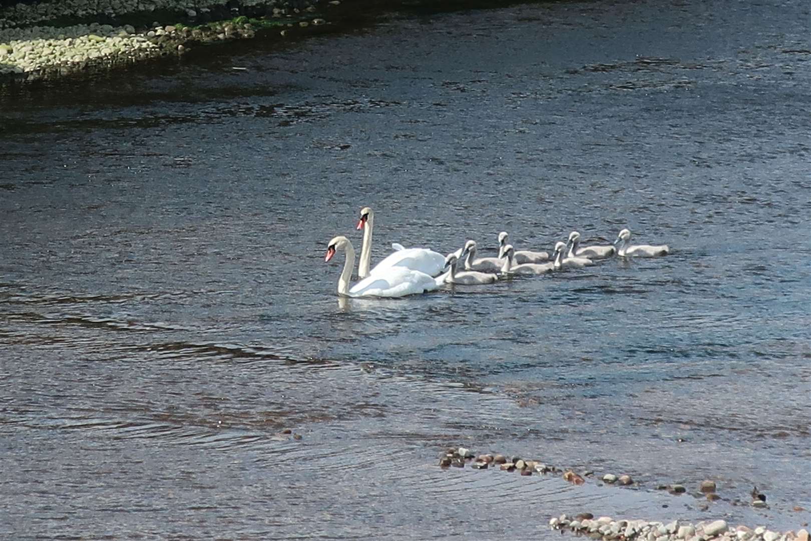 A family of swans and cygnets entering the mouth of the river at Nairn.