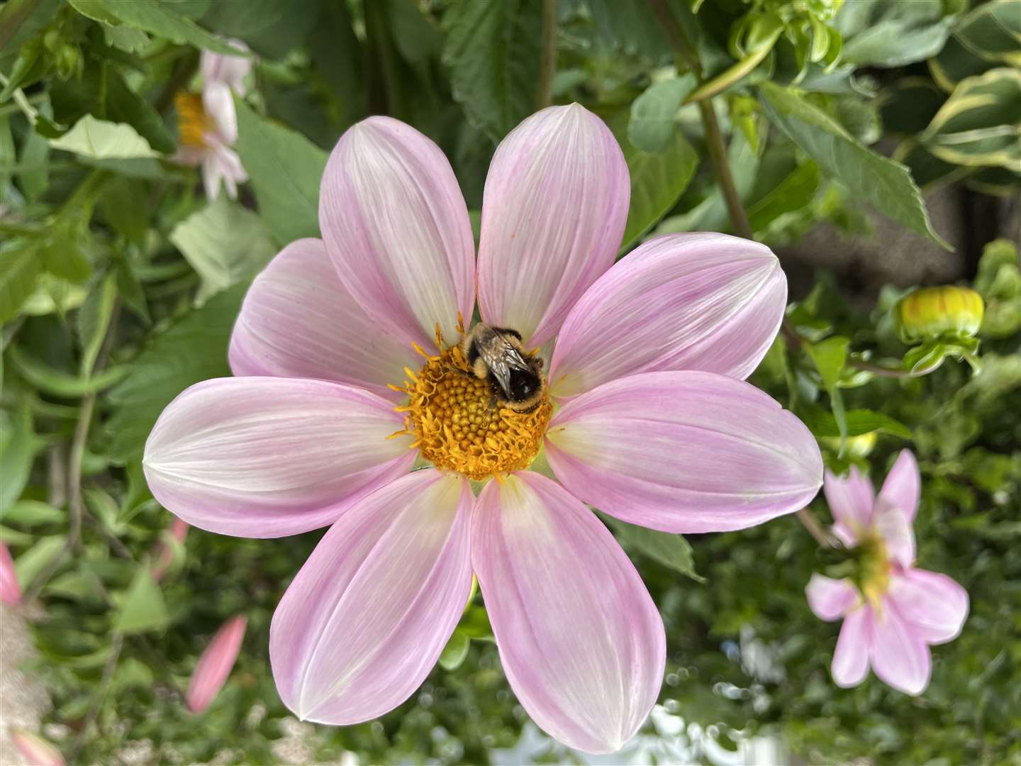 Drowsy bee on a dahlia. Picture: Jennifer Laws