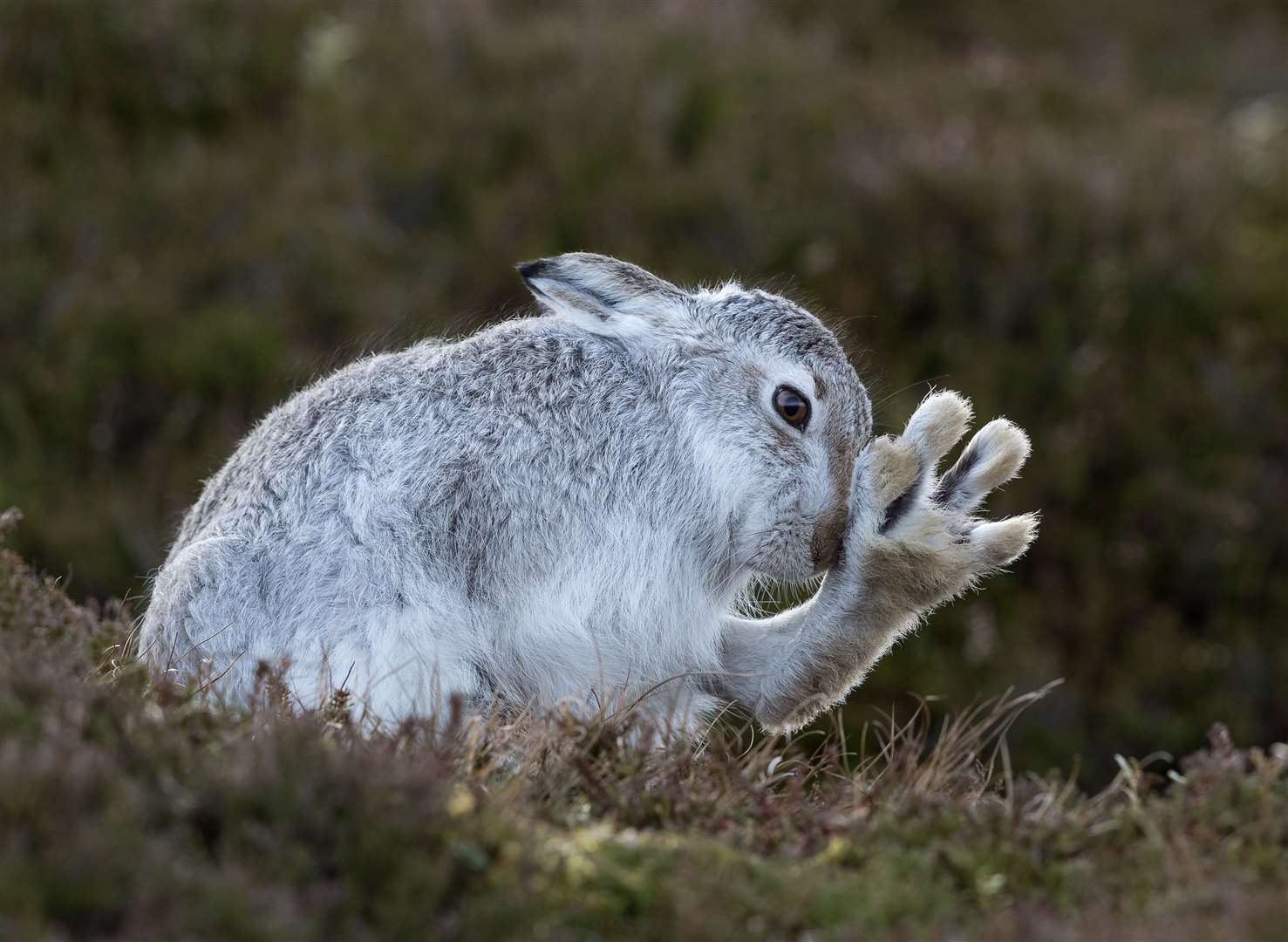 Andy Howard's shot of a mountain hare is to be exhibited in a US show.