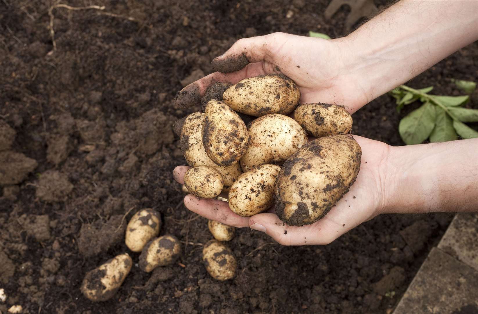 Potatoes which have just come out of the ground. Picture: iStock/PA